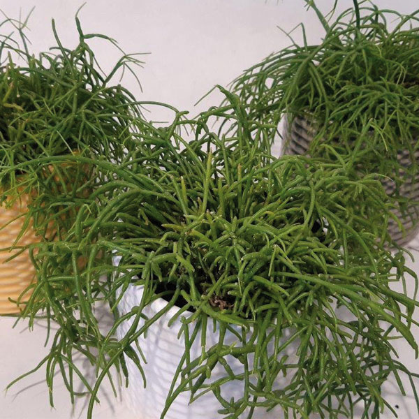 Plantes