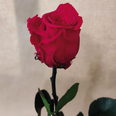 Rose Eternelle Rouge